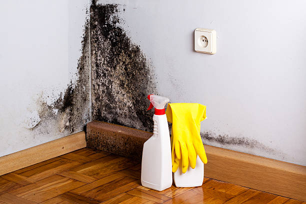 Trusted Venus, TX Mold Removal Experts